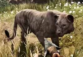 《孤岛惊魂：原始杀戮》狮子属性