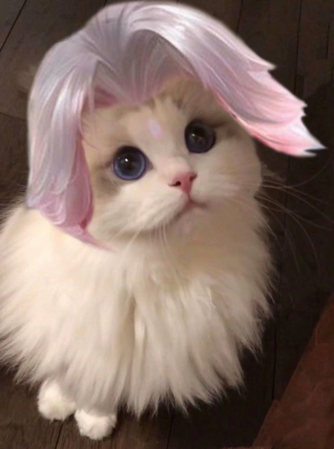 王者荣耀猫咪头像诸葛亮一览