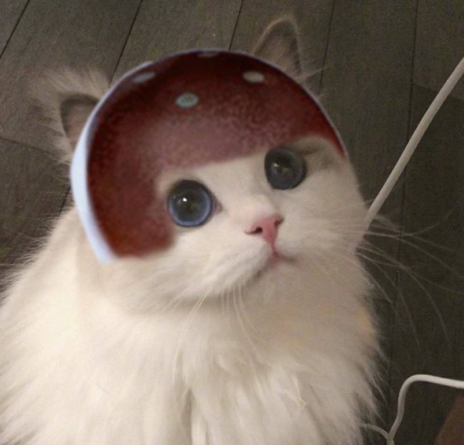 王者荣耀达摩猫咪头像