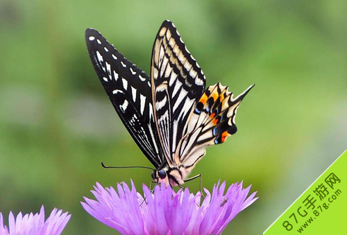 阴阳师蝴蝶精信物图片3