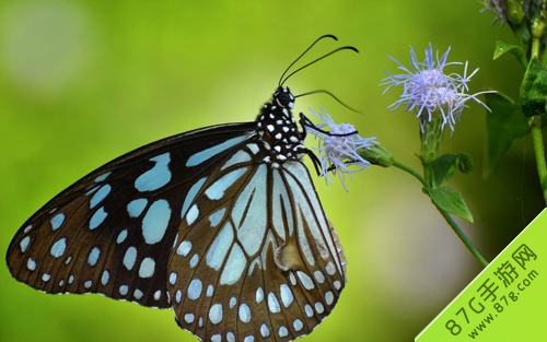 阴阳师蝴蝶精信物图片2