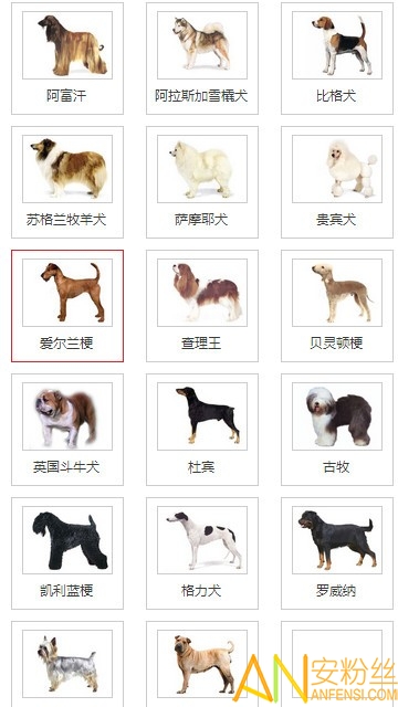 淘狗网最新版 淘狗网软件下载